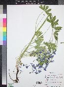 Delphinium tenuisectum image