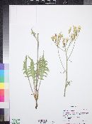 Crepis intermedia image