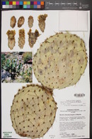 Opuntia chlorotica image