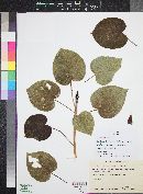 Ficus petiolaris image