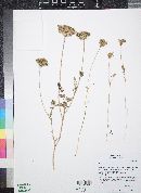 Daucus carota image