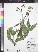 Sonchus oleraceus image