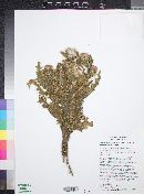 Cirsium arizonicum var. rothrockii image