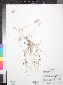 Bothriochloa ischaemum image