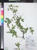 Celtis pallida image