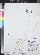 Dichelostemma capitatum subsp. capitatum image
