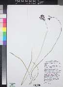 Dichelostemma capitatum image