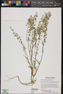 Thysanocarpus curvipes image