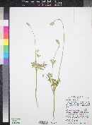 Anemone tuberosa image