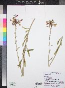 Penstemon rostriflorus image