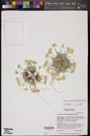 Physaria intermedia image