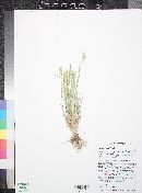 Hordeum pusillum image