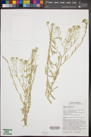 Lepidium thurberi image
