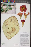 Opuntia engelmannii image