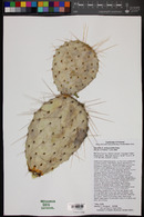 Opuntia polyacantha image