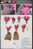 Echinocereus pseudopectinatus image