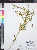 Nicotiana attenuata image