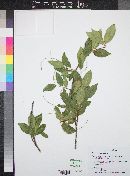 Prunus serotina image