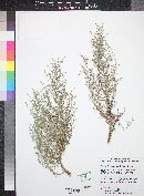 Johnstonella racemosa image