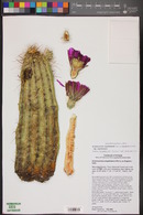 Echinocereus engelmannii subsp. engelmannii image