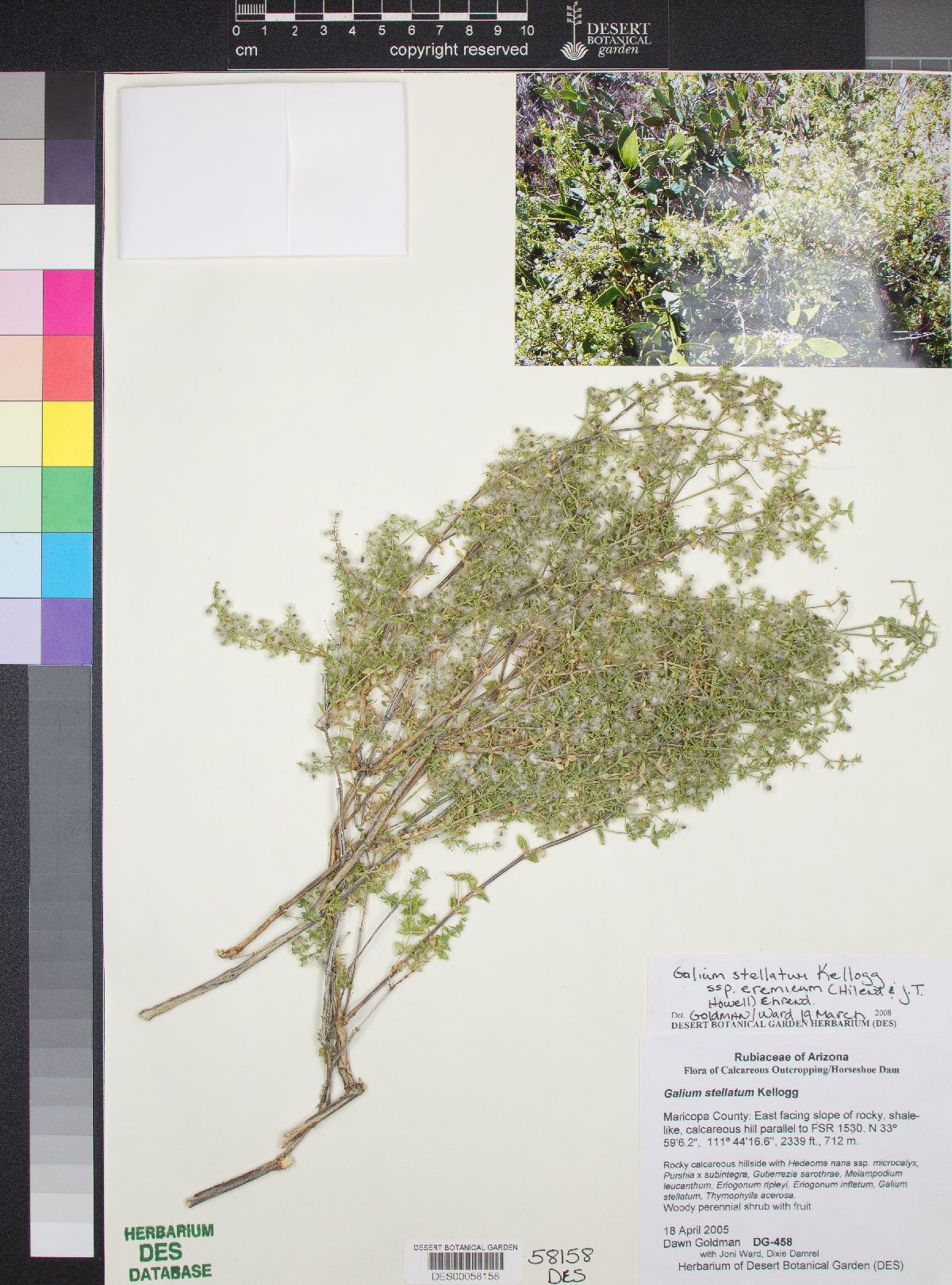 Galium stellatum subsp. eremicum image