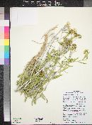 Mentzelia multiflora image