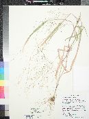 Panicum hirticaule image