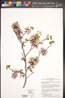 Cercis orbiculata image