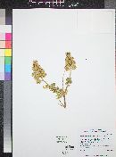 Chamaebatiaria millefolium image