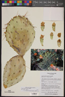 Opuntia phaeacantha image