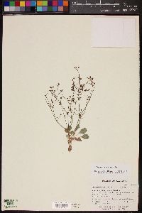 Eriogonum thurberi image