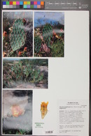 Opuntia engelmannii image