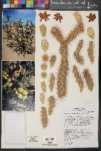 Cylindropuntia x kelvinensis image