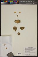 Mammillaria bocensis image