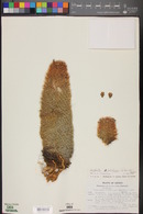 Coryphantha chihuahuensis image