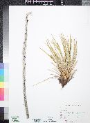 Yucca angustissima var. toftiae image