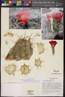 Echinocereus coccineus var. gurneyi image