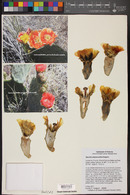 Opuntia phaeacantha image