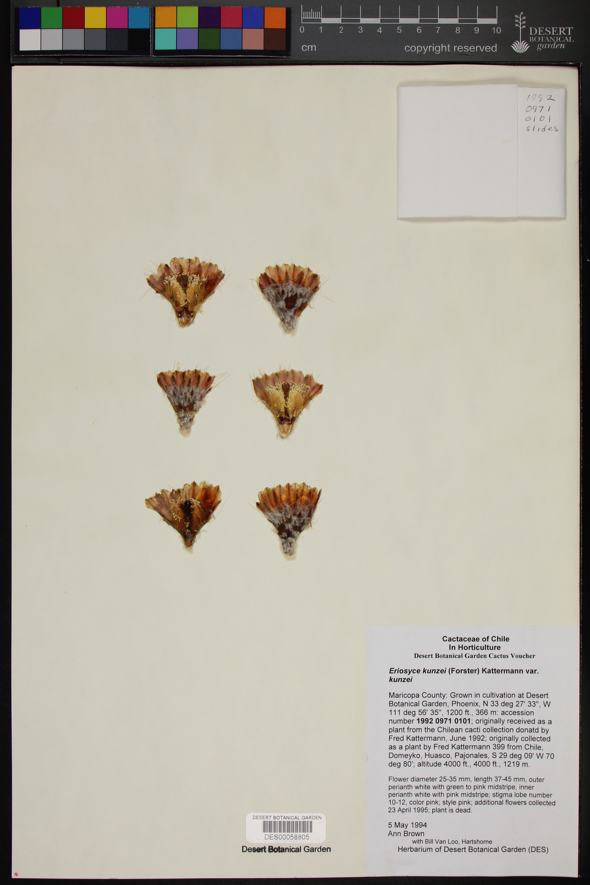 Eriosyce kunzei var. kunzei image