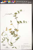 Lathyrus vestitus image