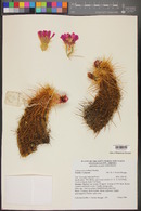 Echinocereus ledingii image