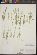 Lepidium densiflorum image