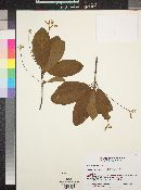 Guettarda ovalifolia image
