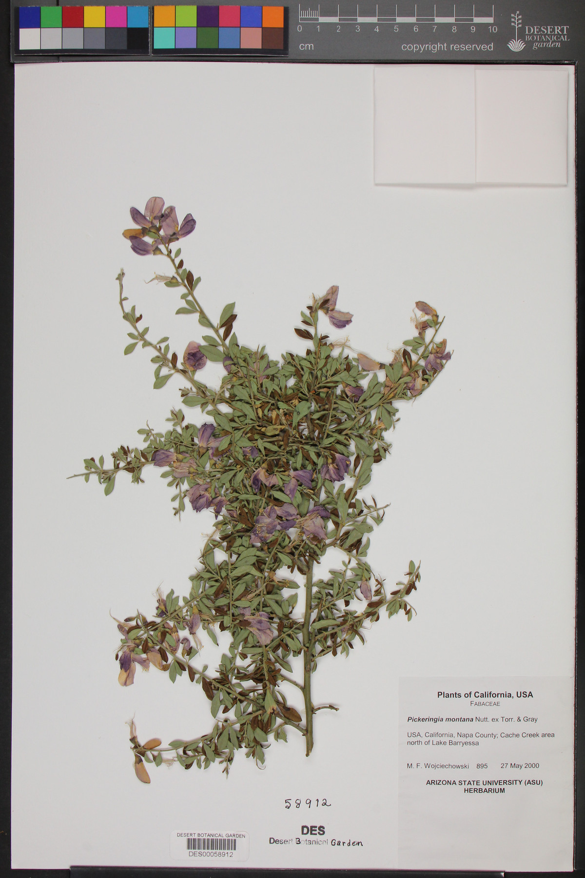 Pickeringia montana image