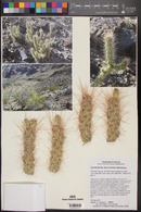 Cylindropuntia abyssi image