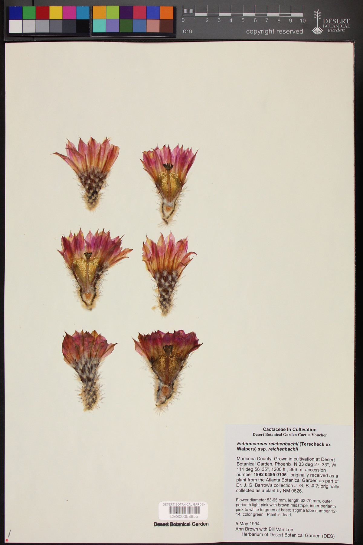 Echinocereus reichenbachii subsp. reichenbachii image