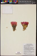 Echinocereus reichenbachii subsp. reichenbachii image
