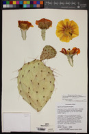 Opuntia engelmannii x phaeacantha image