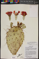 Opuntia engelmannii x phaeacantha image