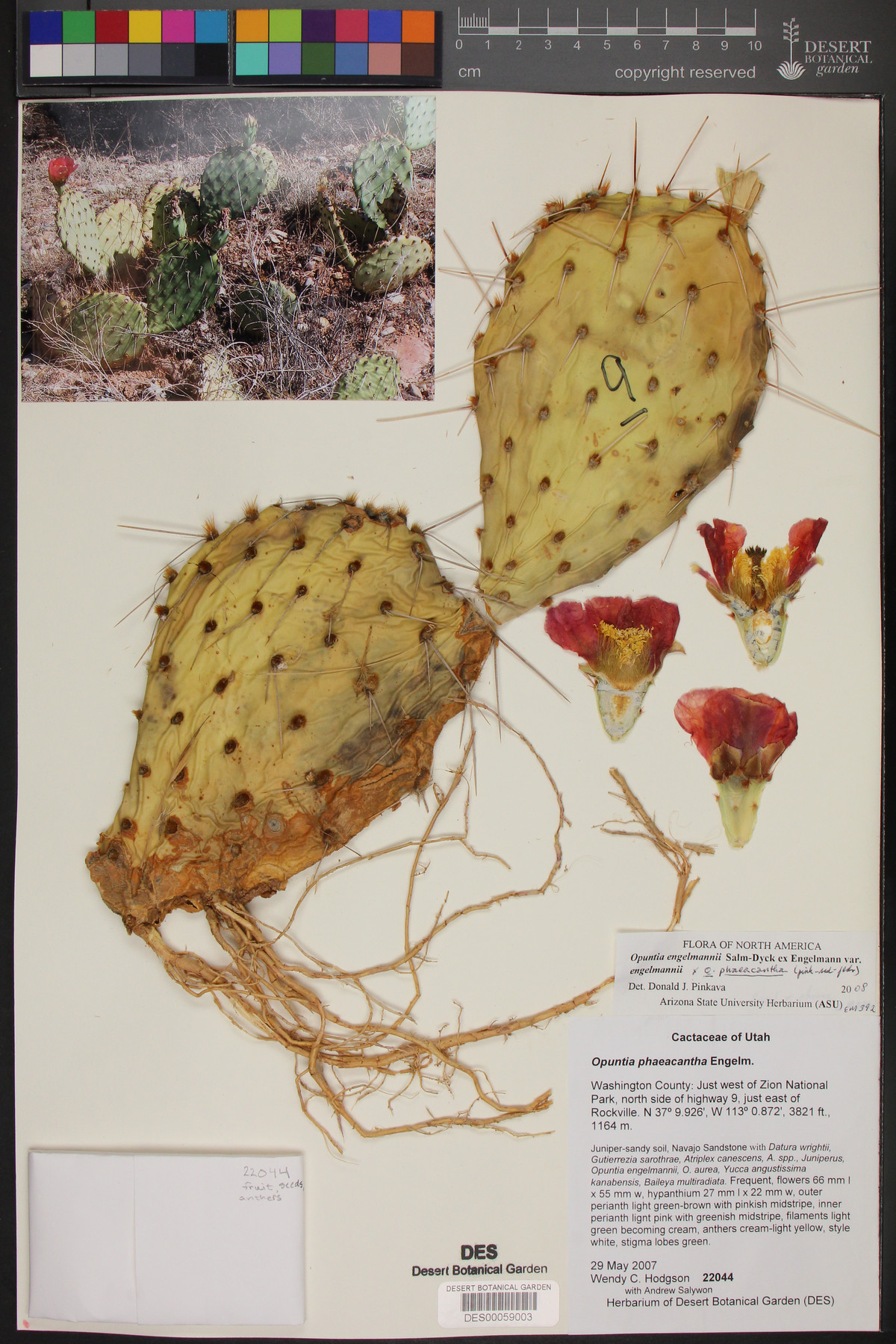 Opuntia engelmannii x phaeacantha image